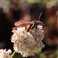 Paranthrene robiniae