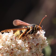 Paranthrene robiniae