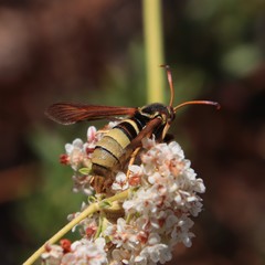 Paranthrene robiniae