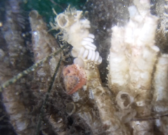 Calliostoma gloriosum