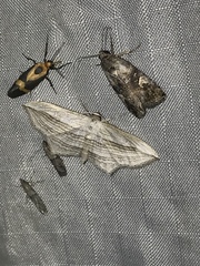 Arcobara multilineata