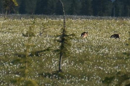 Sandhill Crane