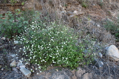 Perityle microglossa saxosa