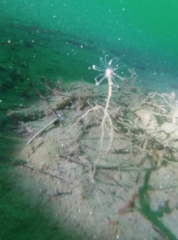 Ectopleura marina