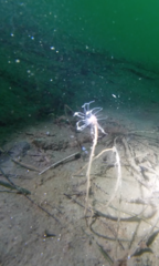 Ectopleura marina