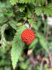 Rubus cardotii