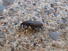 Sphenophorus parvulus