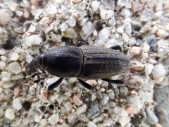 Sphenophorus parvulus
