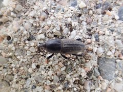 Sphenophorus parvulus