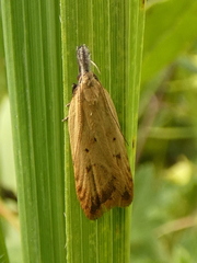 Dichomeris limosellus