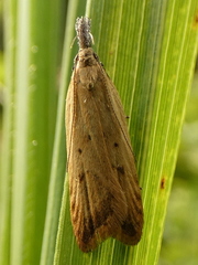 Dichomeris limosellus