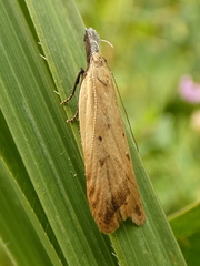 Dichomeris limosellus