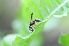 Polistes mandarinus