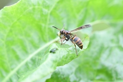 Polistes mandarinus