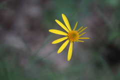 Adenophyllum anomalum