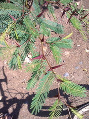 Vachellia campechiana