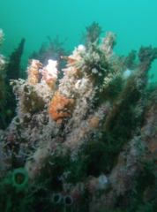 Distaplia occidentalis