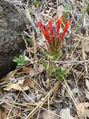 Monardella macrantha