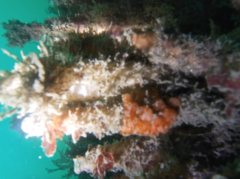 Distaplia occidentalis