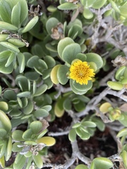 Borrichia arborescens