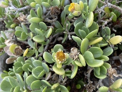 Borrichia arborescens