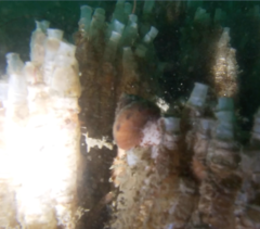 Calliostoma gloriosum