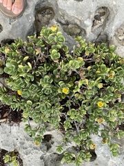 Borrichia arborescens