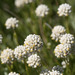 Milky Beauty-Heads - Photo (c) Nuytsia@Tas, some rights reserved (CC BY-NC-SA)