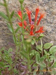 Monardella macrantha