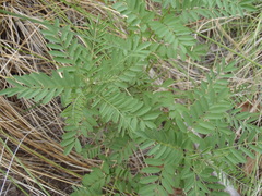 Indigofera sphaerocarpa