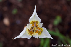 Tigridia mexicana passiflora