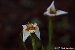 Tigridia mexicana passiflora
