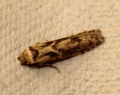 Blastobasis adustella