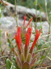 Monardella macrantha
