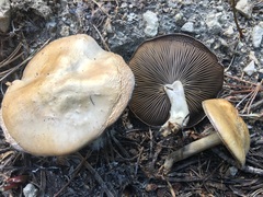 Clitocybe glacialis