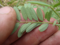 Indigofera sphaerocarpa