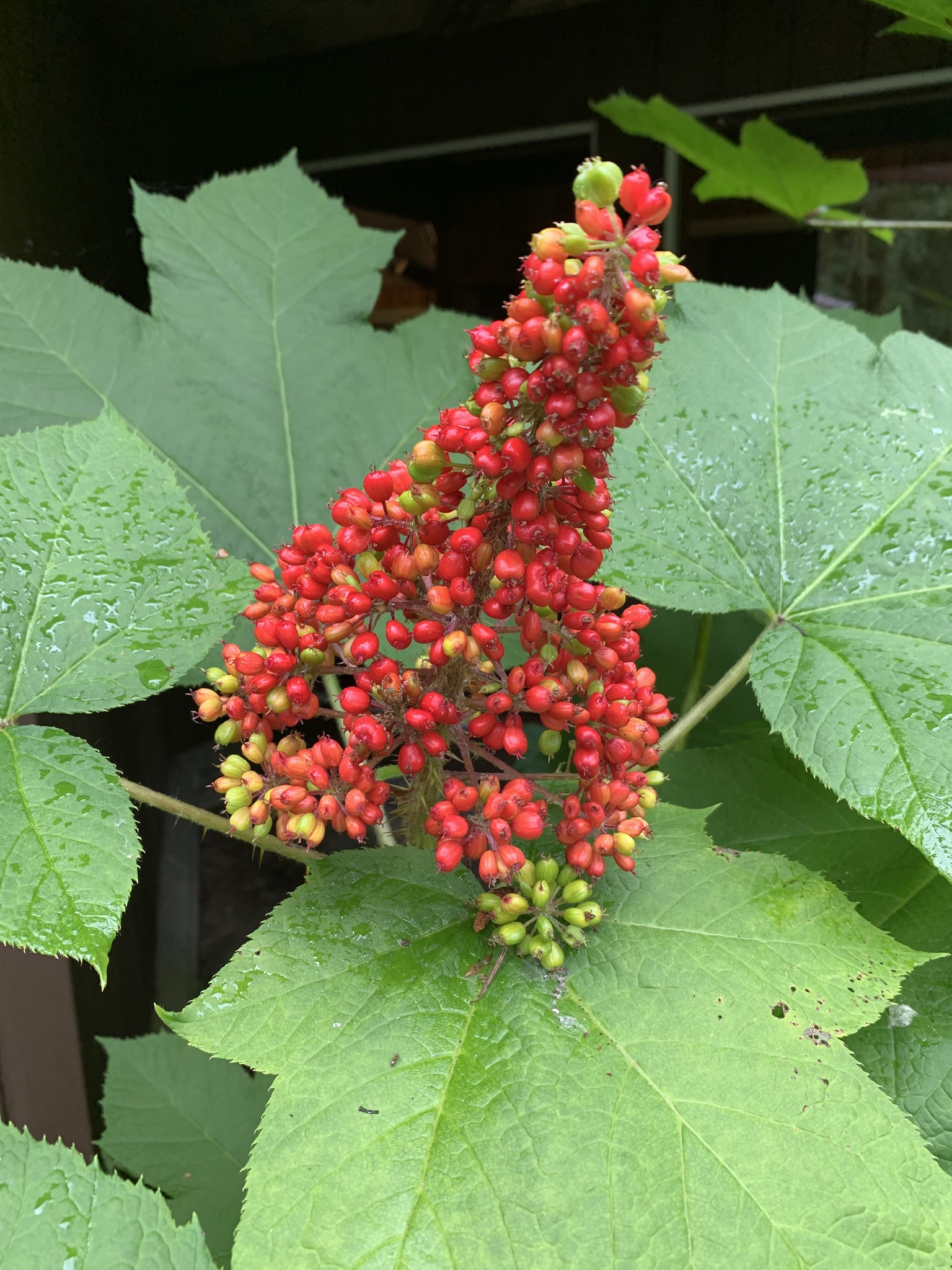 Oplopanax horridus