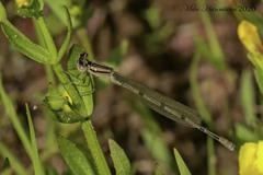 Enallagma doubledayi