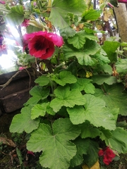 Pelargonium