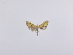 Glaucocharis auriscriptella