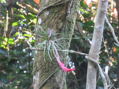 Tillandsia paraensis