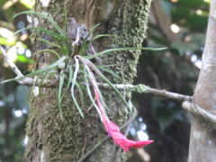 Tillandsia paraensis