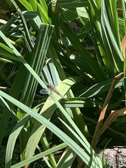 Pachydiplax longipennis