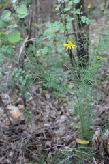 Adenophyllum anomalum