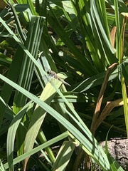 Pachydiplax longipennis