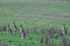 Macropus giganteus