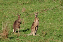 Macropus giganteus