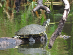 Trachemys venusta venusta
