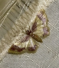 Idaea basinta