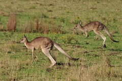 Macropus giganteus